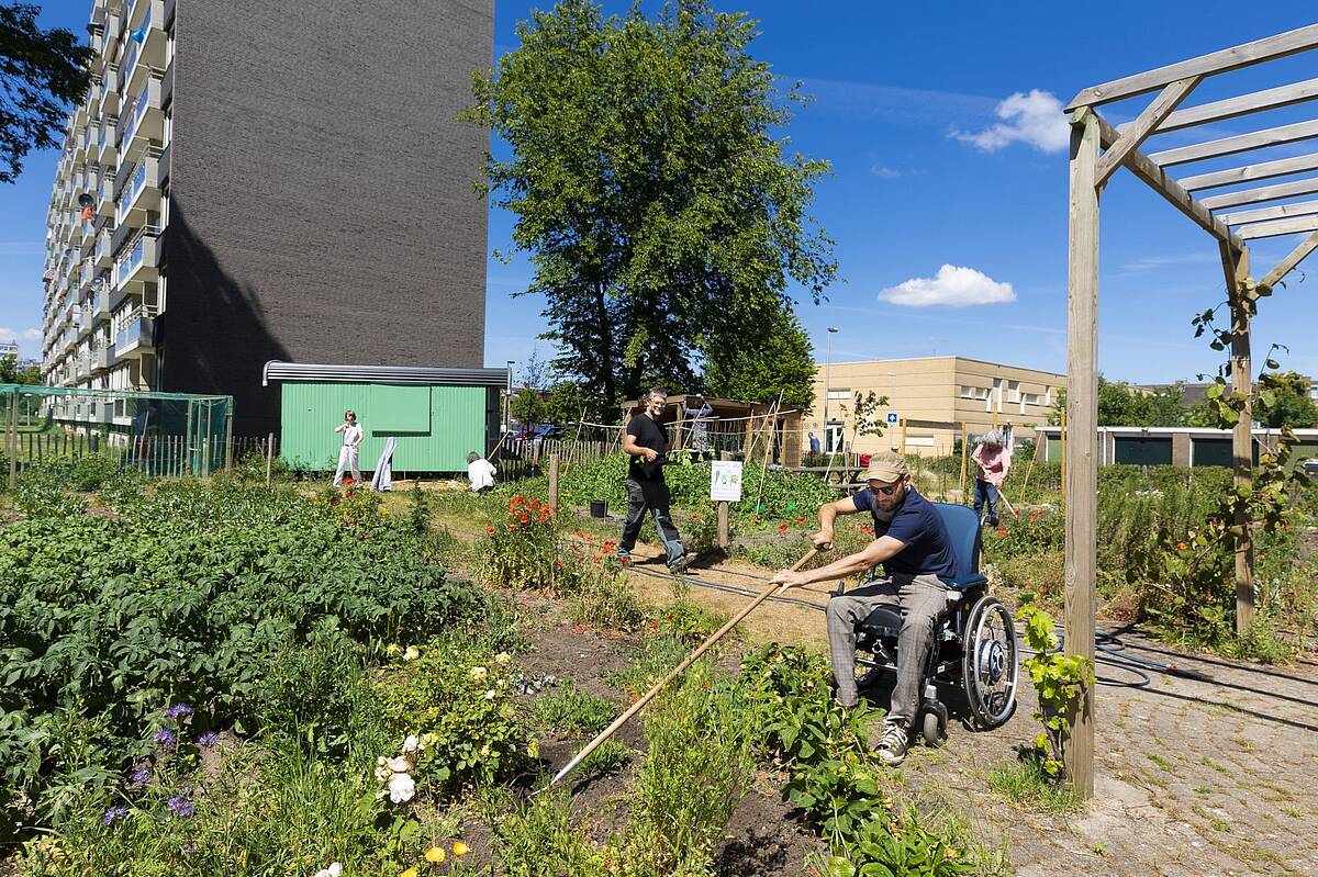 A man in a wheelchair is busy maintaining a vegetable garden in the Overvecht district.
